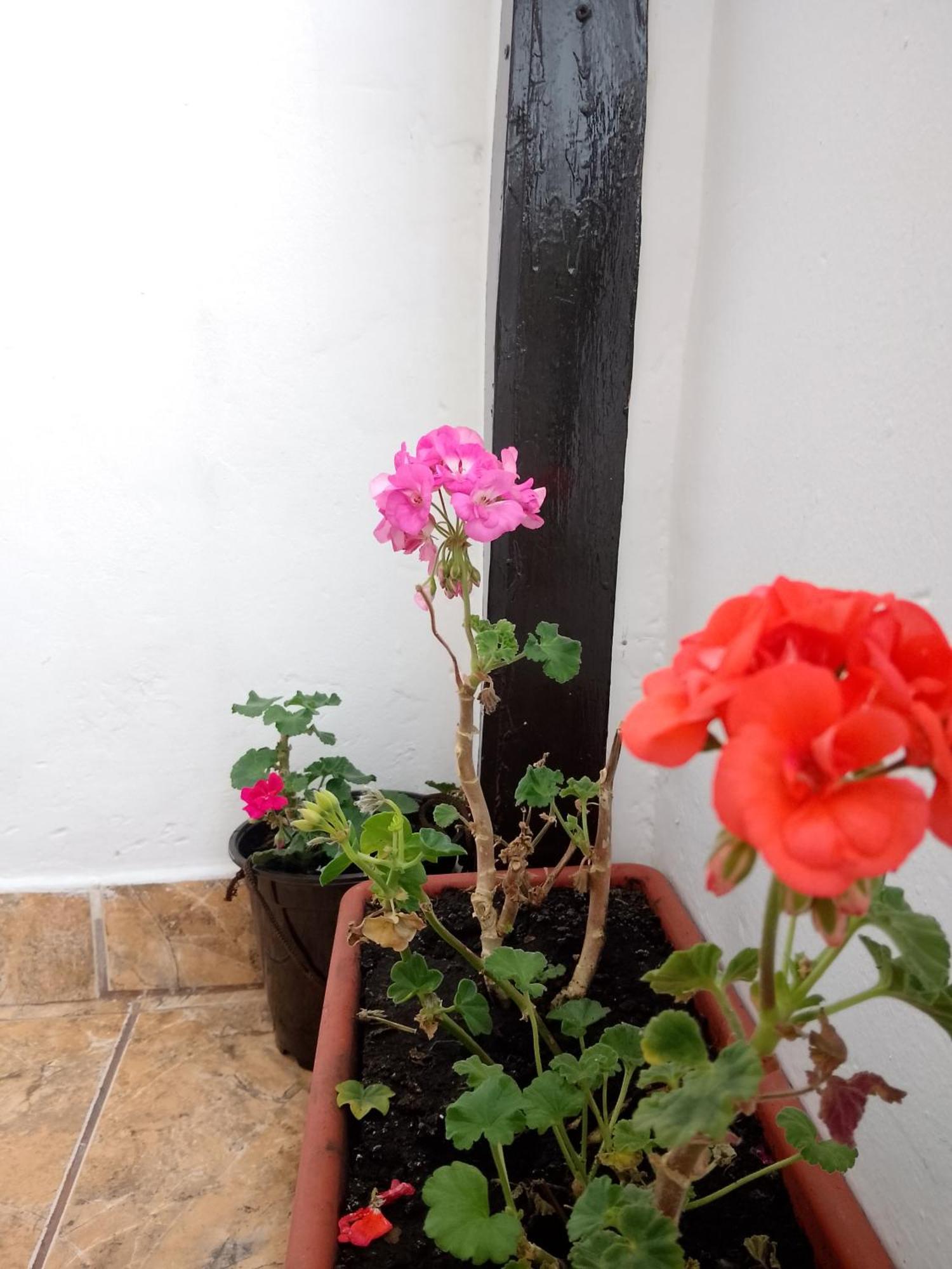 Guest house Inka's Walk Cusco